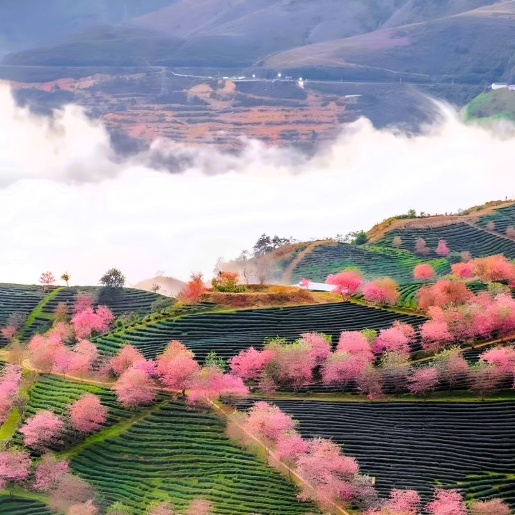 사파 날씨 탐색: 차우롱 체류를 위한 짐 꾸리기 팁